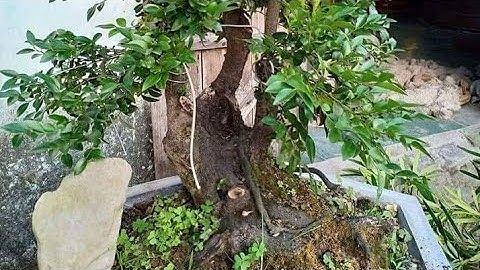 Đi đào cây Tùng Đen (cứt chuột)