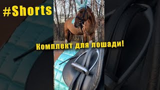 Новый комплект для лошади 🐴 #shorts