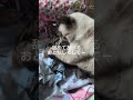 シャム猫ベンガル猫#shorts #funny #cat#猫#ミャク子#ガッツくん
