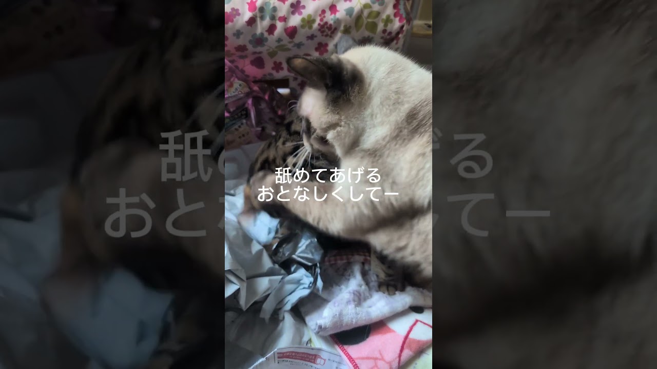 シャム猫ベンガル猫#shorts #funny #cat#猫#ミャク子#ガッツくん