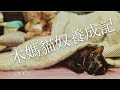 移民台灣【木木直播】＃36 移民台灣最新消息🥰🥰 木媽貓奴養成記