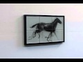 Large galloping horse  6 tiles 16 x 24 brown   white shown in black frame edition of 200