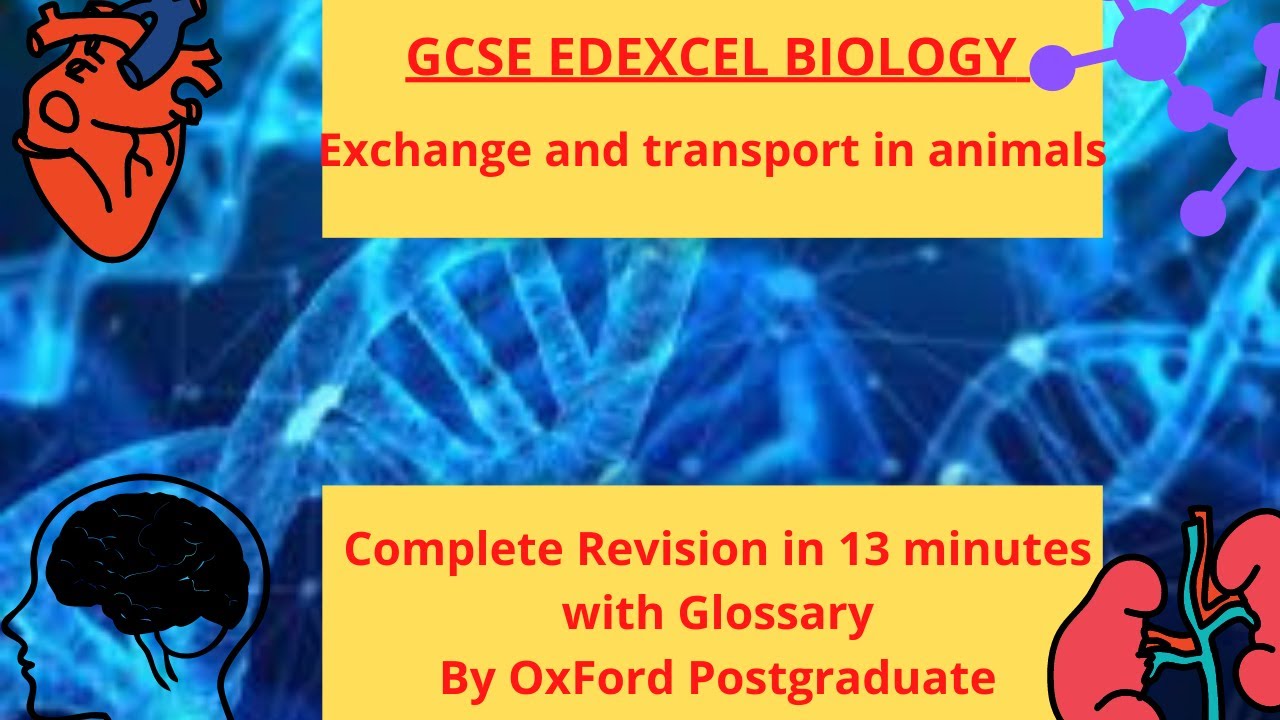 GCSE EDEXCEL Biology Exchange and transport in animals Complete