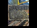 300,000 bees found during remodel of historic Puyallup home