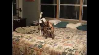 Doggies Playing On A Bed