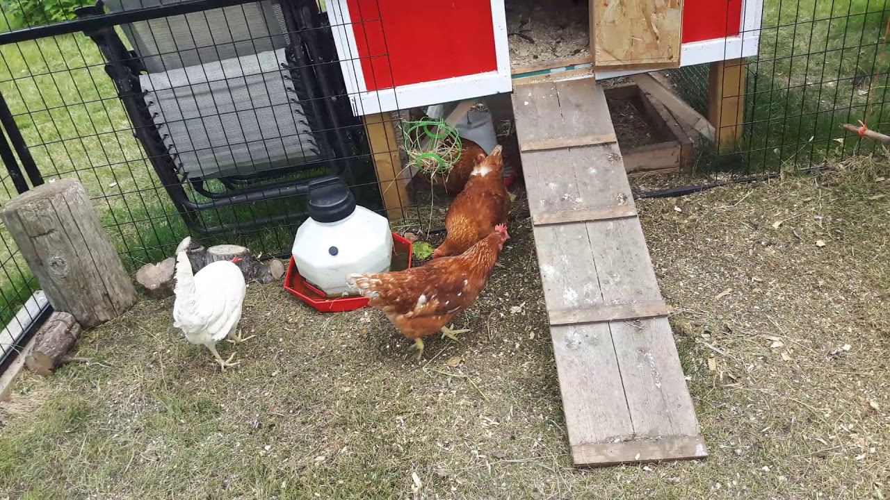 How I clean my chicken run YouTube