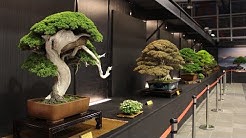 Hwa Fong Bonsai exhibition 2017