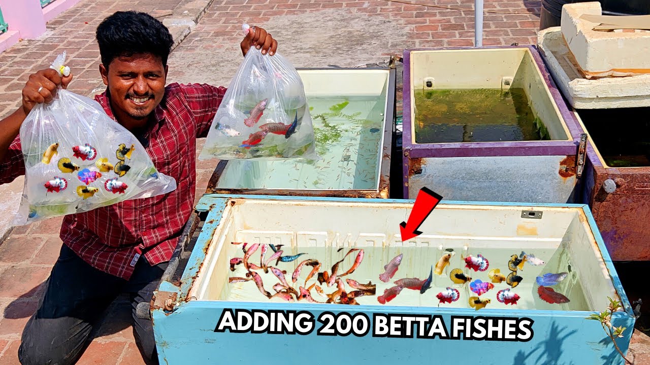 Adding 200 Betta Fish to My Fish Tank🐠 | 200 Betta மீன்கள் இதில் இருக்கு! | Fridge Box Setup!