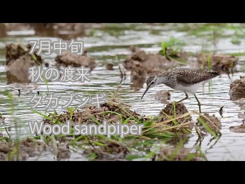 【7月中旬、秋の渡来】タカブシギ Wood sandpiper