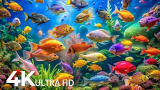 DREAM AQUARIUM 4K - Marine Life, Sea Animals and Coral Reef - Fish Tank Sounds for Deep Sleep #86