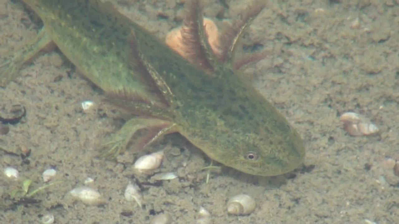 Eastern Tiger Salamander Larvae