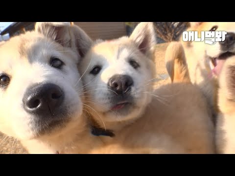 12마리 강아지 귀요미들 그냥 지나치면 심장이 화낼거에요 ㅣCome In If You Wanna Get ‘Crush’ed By Dem <strong>Cutie</strong> 12 Puppies