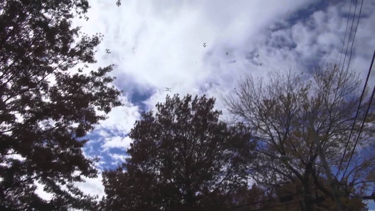 TONS OF BIRDS IN THE TREES YouTube