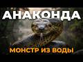 АНАКОНДА — Живой Кошмар Амазонии | Интересные факты про Анаконду