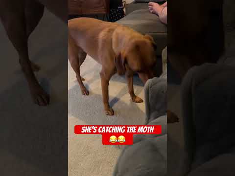 She Like Catching Moth