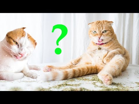 Кошачья мята для чего она нужна. Можно ли кошкам и котам? Обучение кошек (2019)