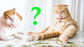 Кошачья мята для чего она нужна. Можно ли кошкам и котам? Обучение кошек (2019)