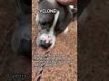 Adopt Cyclone! VBACAC.com #adoptme #trailwalk #dogwalk #shelterlife #virginiabeach #pitbull #dog