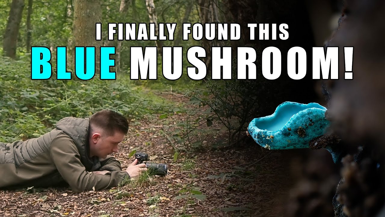 I Finally Found This BLUE Mushroom! - Finding Fungi Ep1