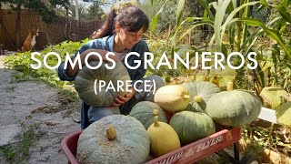 Todo esto ha pasado! Casi masacre en el gallinero, cosecha de compost, calabazas y termitas?