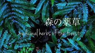 【ASMR】薬草の香りと、癒しの灯り｜自然栽培ハーブ畑から＃ハーブガーデン＃森の薬草#herbal