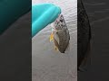 Typical, finally get a good bite and a nice fight and it ends up being a Drum..caught on a OSP Blitz