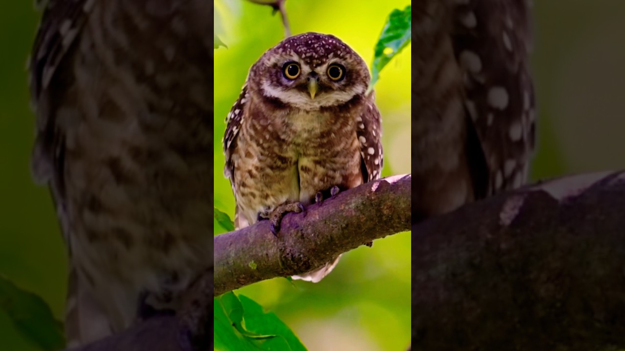 The Enigmatic Spotted Owlet: Nature's Masterpiece