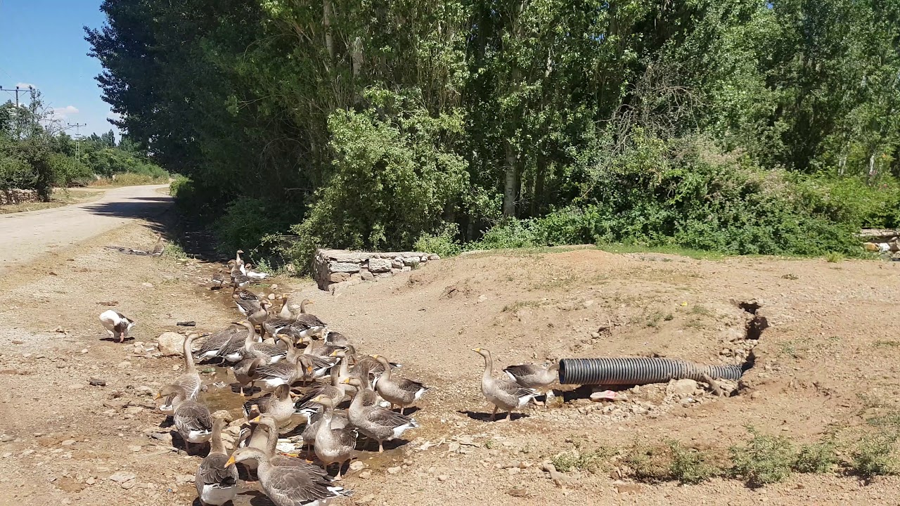 ÇONGAR KÖYÜ KIRIKKALE