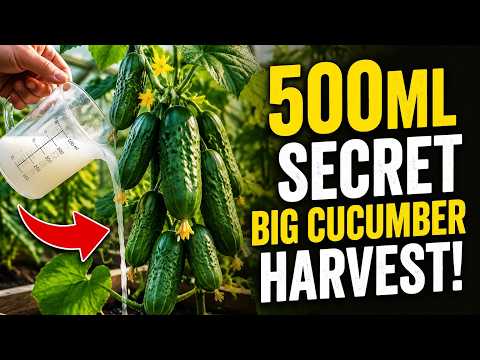 Pour Exactly Five Hundred Milliliters Of This Secret Liquid Under Your Cucumbers And Watch Them Exp