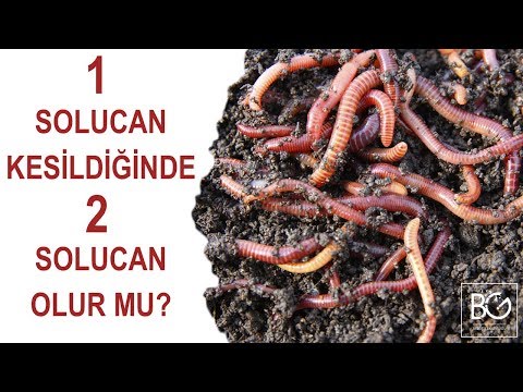 Video: Diyatomlu toprağın solucanları öldürmesi ne kadar sürer?