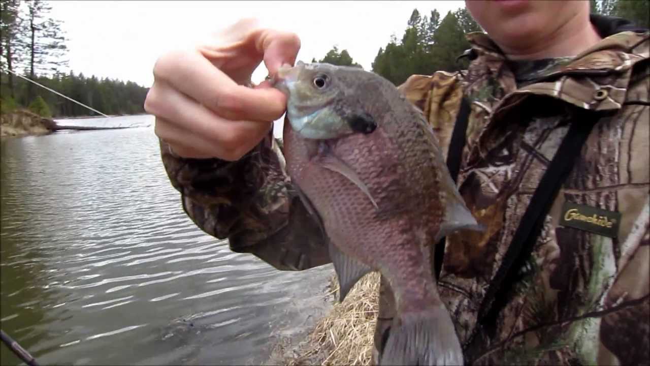 Winchester Lake and Lapwai Creek Fishing YouTube