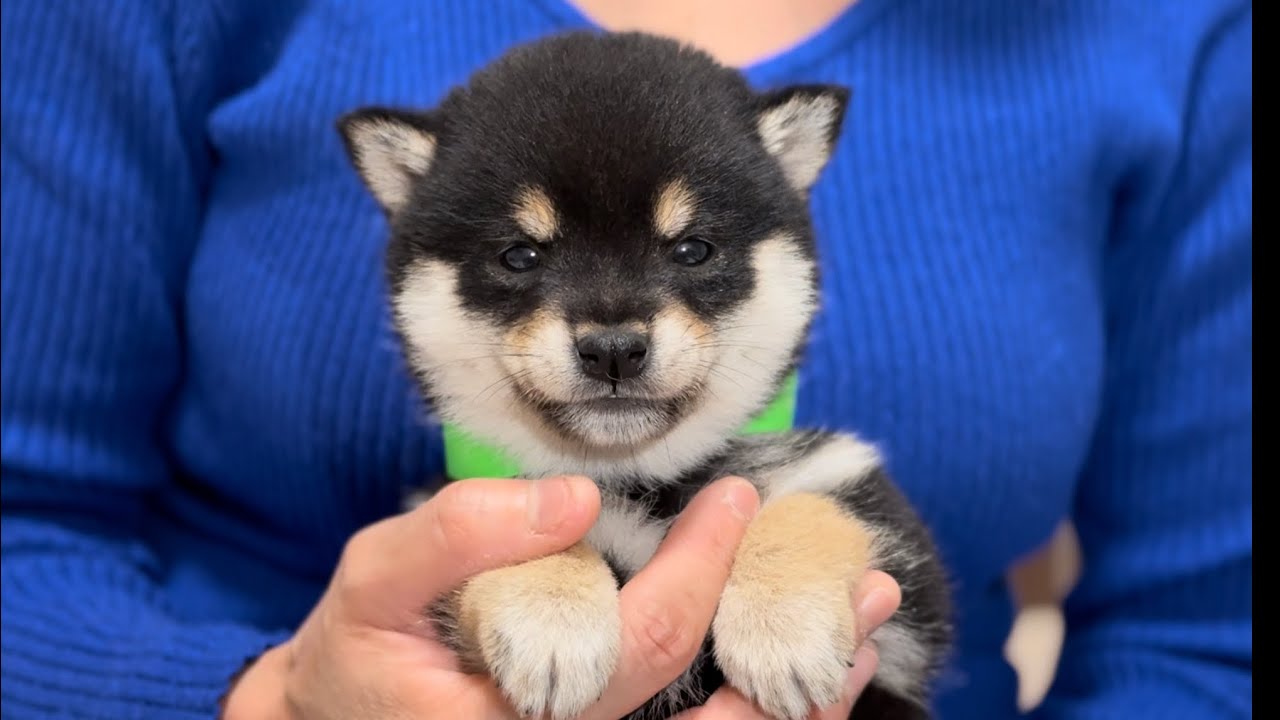 豆柴Rページ 豆柴【香川県・女の子・2025年11月26日・黒】とびっきり可愛い😍KC認定