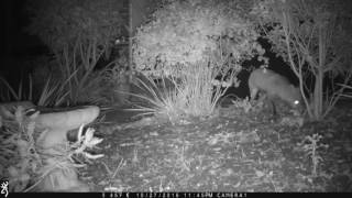Array of Hedgehogs @falmouthvideos