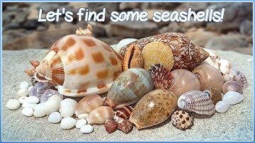 Finding Seashells at High Tide | Wrack Line Treasures [Virtual Shelling]