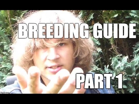 HOW TO BREED: Butterflies & Moths PART 1: Intro (EGGS + LARVAE)