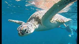 Cebu - Moalboal x Canyoneering