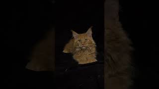 Jcc Tica Maine Kitten Male