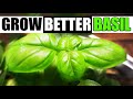 Growing the best basil  the definitive guide