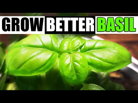 Video: Wat is Superbo Basil: Superbo Basil Inligting en groeigids