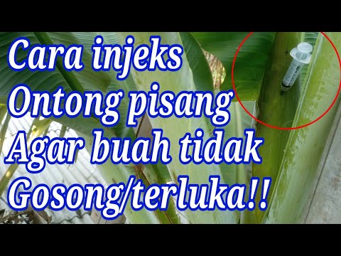 Cara Tepat Untuk Injeksi Ontong Pisang Agar Mulus!! 1000% ampuh!!!!