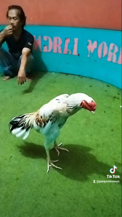 pakhoy lok brakot #Kandang Jendral Moreno