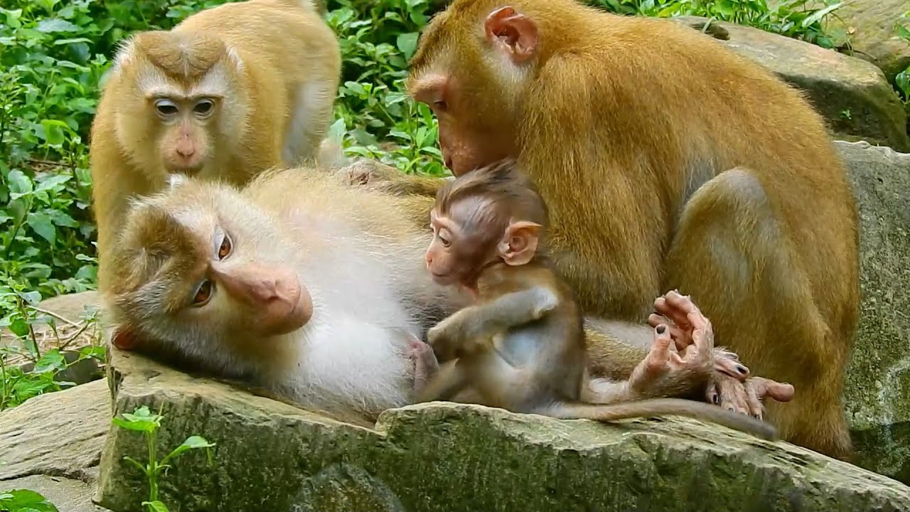 Baby Rainbow Talks Silently Request Mom Allow Milk Smart Rainbow Baby Rainbow Talks Silently Request Mom Allow Milk Smart Rainbow