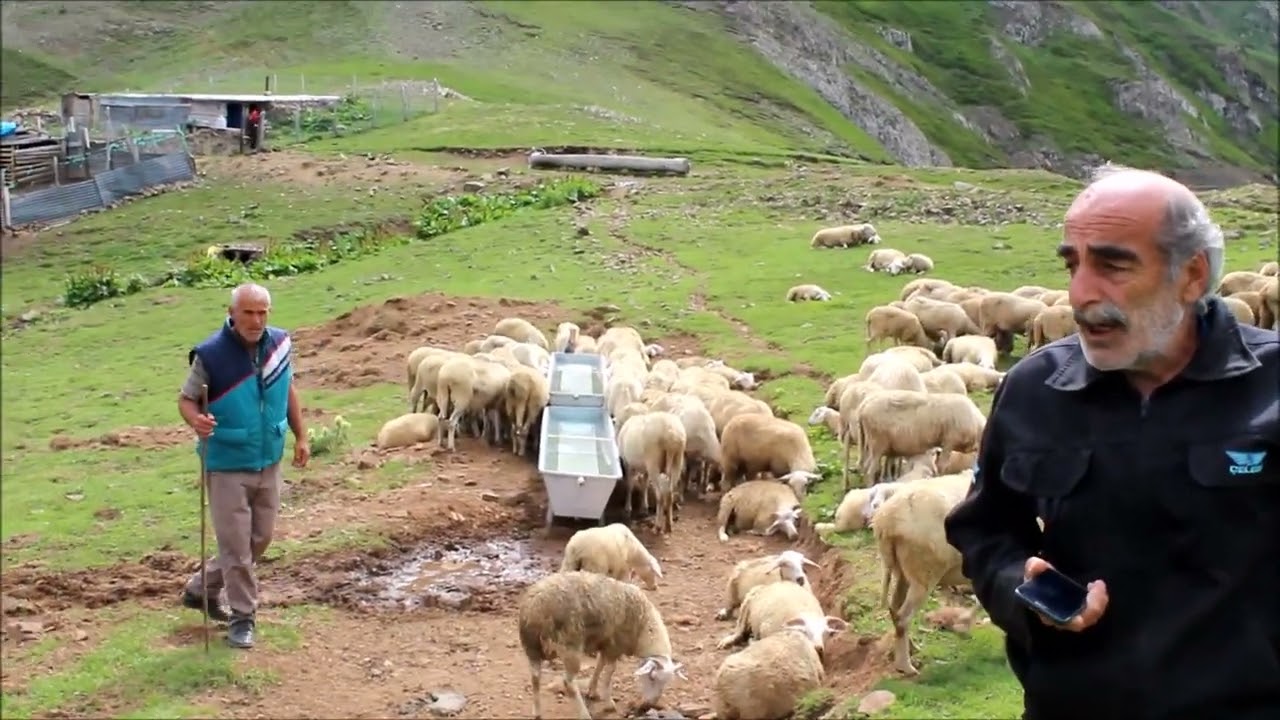 DUTLU YAYLASI / ŞAVŞAT