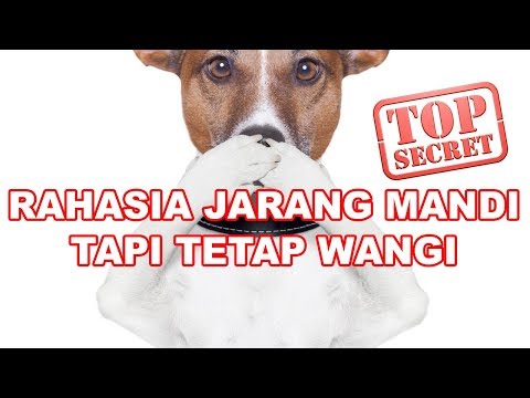 Video: Apakah anjing berbulu pendek bisa dimandikan?