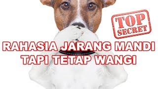 TRIK RAHASIA ANJING JARANG MANDI TAPI GAK BAU