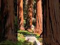 บ้านของต้นไม้ยักษ์อายุกว่า 2,000 ปี!👉 อุทยานแห่งชาติซีคัวญา 🌲#shorts#viral #nationalpark#usa #ต้นไม้