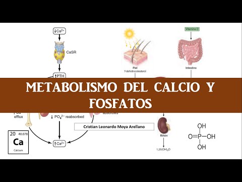 🔴 FISIOLOGÍA DEL CALCIO Y FOSFATOS: FUNCIONES, REGULACIÓN, VITAMINA D, PTH, CALCITONINA.