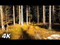 Near The Old Hammer Mill - Forest Walk With Water Sounds 4k ASMR No Music