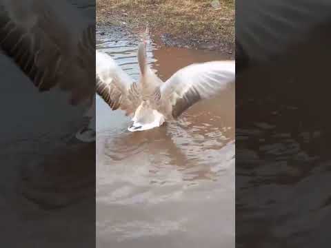 confess you love swimming friend.........geese best friend💙💚💚subscribe pleasee💖💖