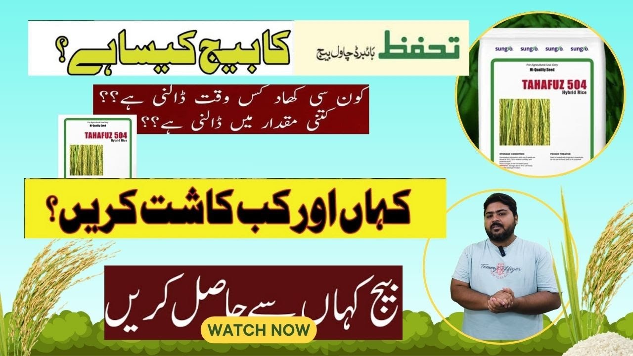 tahafuz 504 | AL SYED FARMS | Tahafuz 504 Rice Crop | Tahafuz Rice Seed ...